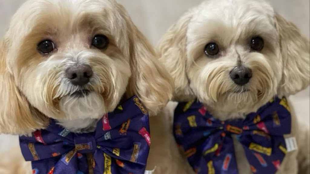 Twomoodles | 32 Currawong St, Deebing Heights QLD 4306, Australia | Phone: 0417 751 714