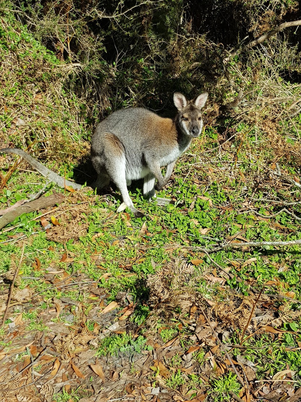 Forest Camp South | campground | Glenelg Dr, Nelson VIC 3292, Australia | 131963 OR +61 131963