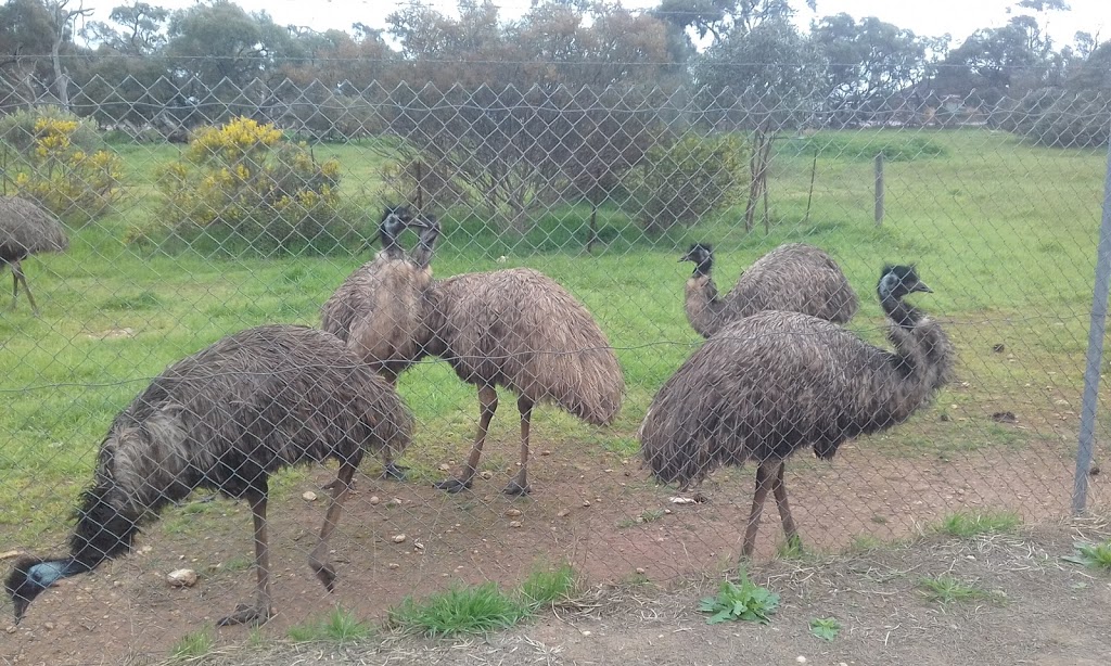 HJ Cook Fauna Park | zoo | Minlaton SA 5575, Australia