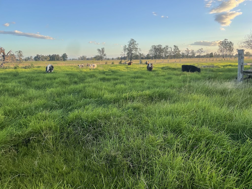 Chaffin Creek Farm | 233 Firth Heinz Rd, Pillar Valley NSW 2462, Australia | Phone: 0423 325 281