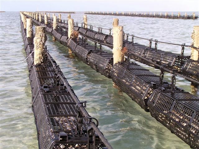 Hexcyl Systems Pty Ltd | Oyster Baskets | Shellfish Baskets | 37 Thiselton Way, Denial Bay SA 5690, Australia | Phone: (08) 8625 3927