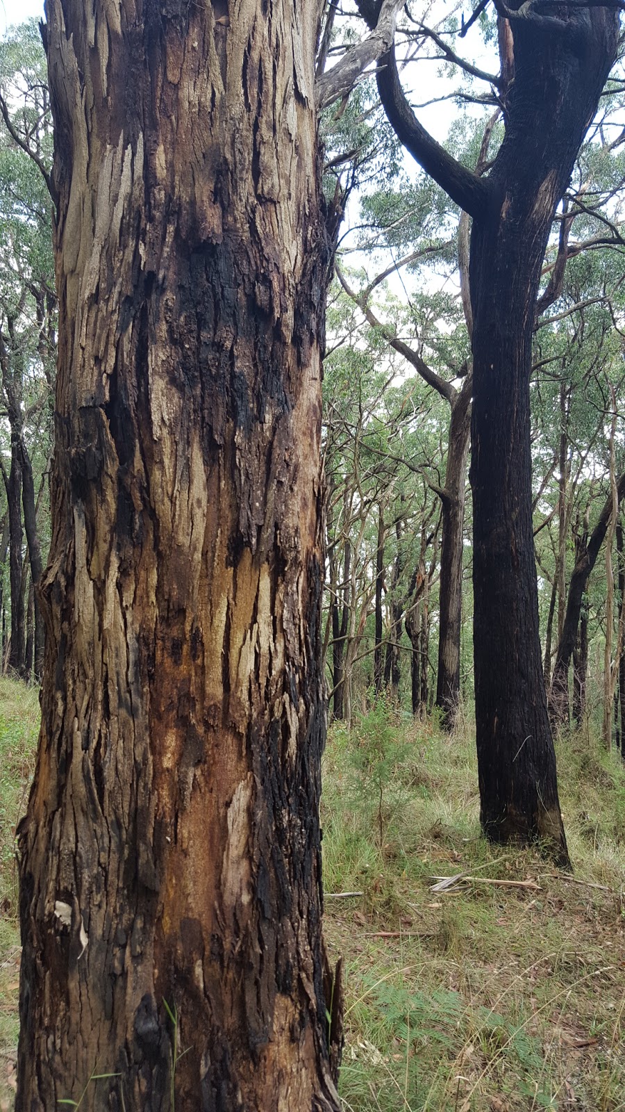 One Hill Reserve | park | Smiths Gully VIC 3760, Australia