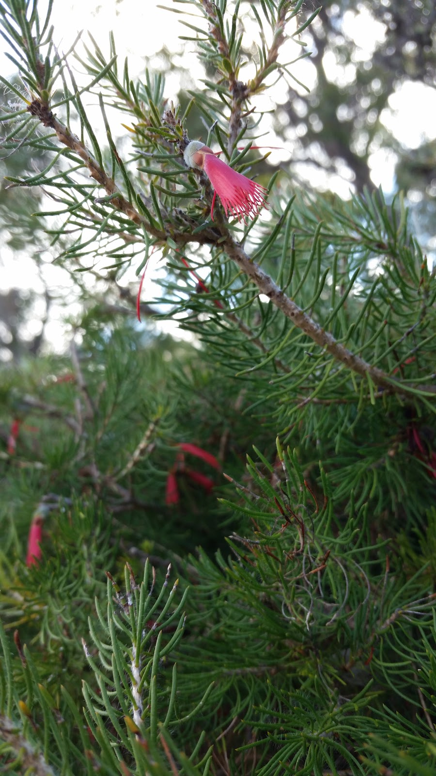 Talbot Road Nature Reserve | park | Stratton WA 6056, Australia