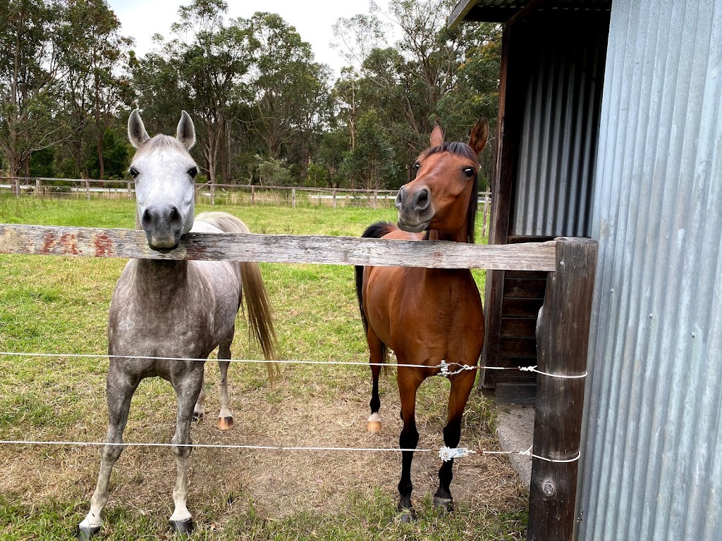 Brighton Park Boutique Agistment | 270 Bushells Ridge Rd, Wyee NSW 2259, Australia | Phone: 0411 113 045
