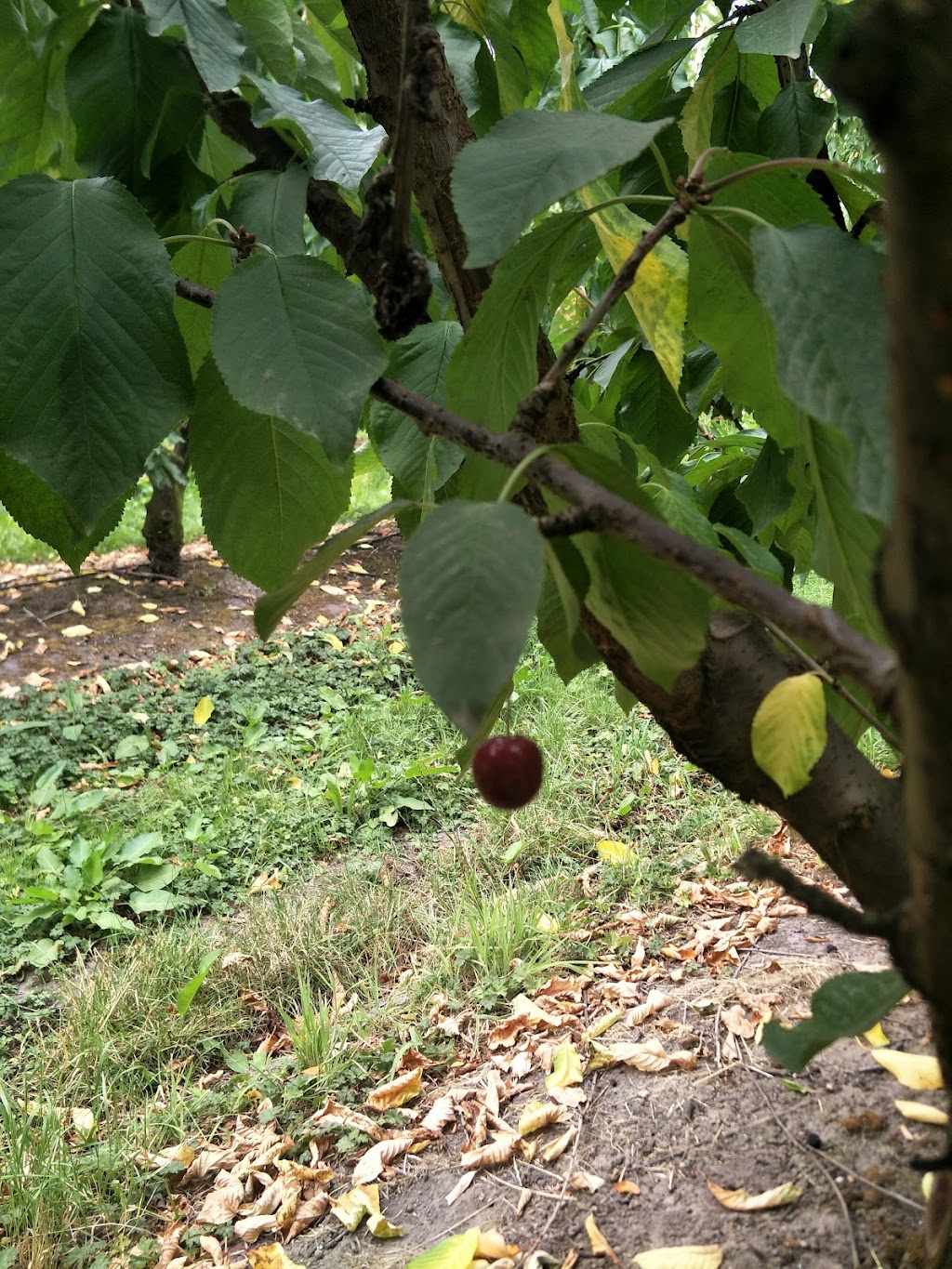 Woodstock Cherries | 8624 Channel Hwy, Woodstock TAS 7109, Australia | Phone: 0408 951 773