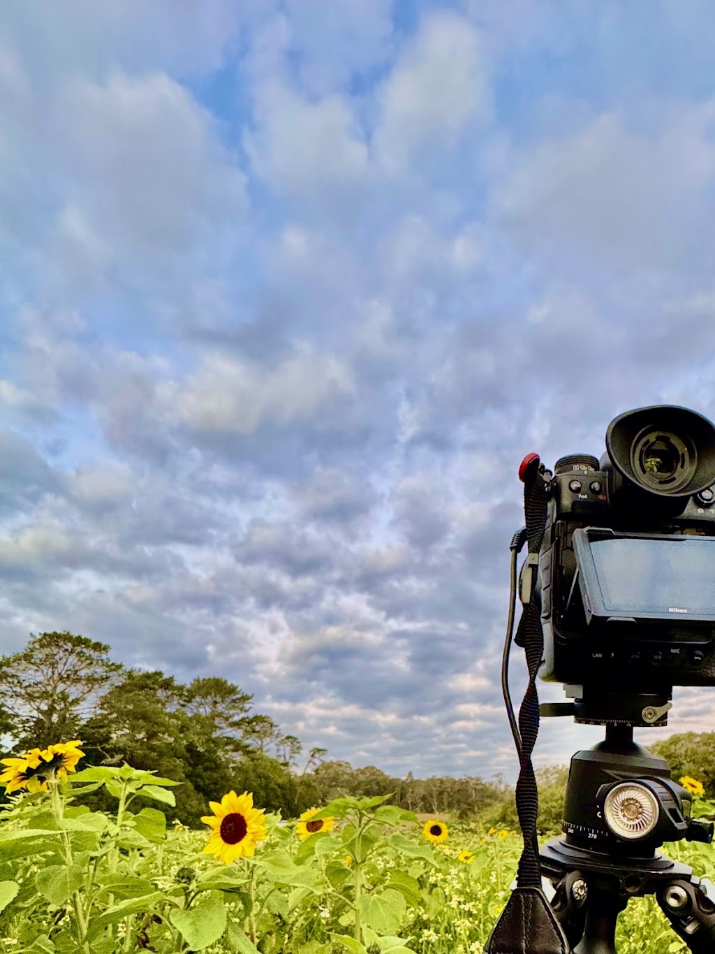 The Bloom Barn Farm | 1154 Peats Ridge Rd, Peats Ridge NSW 2250, Australia | Phone: 0455 246 789