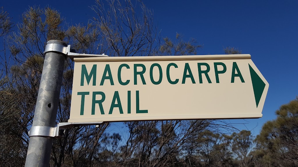 Macrocarpa Walk Trail | tourist attraction | Corrigin-Kulin Rd, Kulin West WA 6365, Australia | 0898801021 OR +61 8 9880 1021