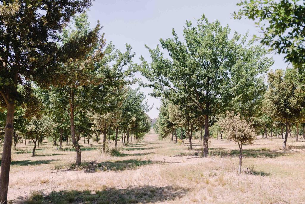 The Truffle Farm | 23 Mount Majura Rd, Australian Capital Territory 2609, Australia | Phone: 0400 483 082