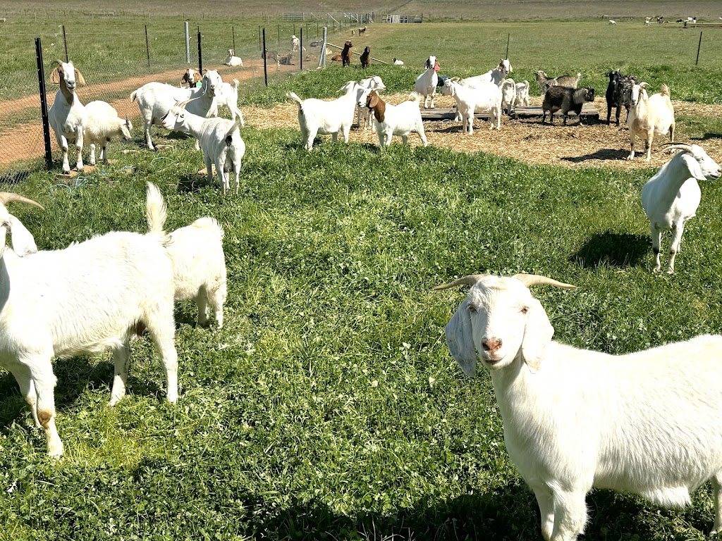 Kingdom Cottages Farm Stay - Gulgong furnished accommodation | 21 Shepherds La (Off, Old Mill Rd, Gulgong NSW 2852, Australia | Phone: 0448 607 680
