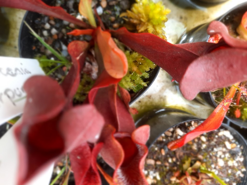 Quirky Carnivorous Plants | Long Beach Road Tasmanian Produce Market Kangaroo Bay Bellerive New Norfolk Market, Sandy Bay TAS 7009, Australia | Phone: 0414 601 330
