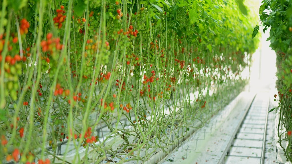 Allegro Farm | 12 Archer Rd, Spring Creek QLD 4343, Australia | Phone: 0403 245 522