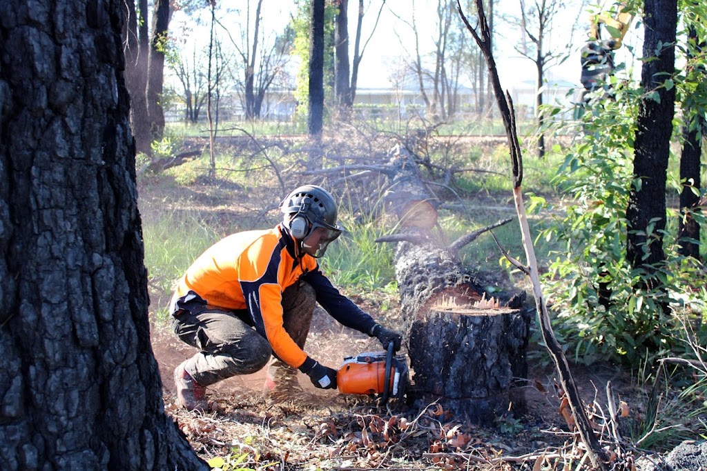 TreeLink Northern Rivers | 48 Orana Rd, Ocean Shores NSW 2483, Australia | Phone: 0499 550 396