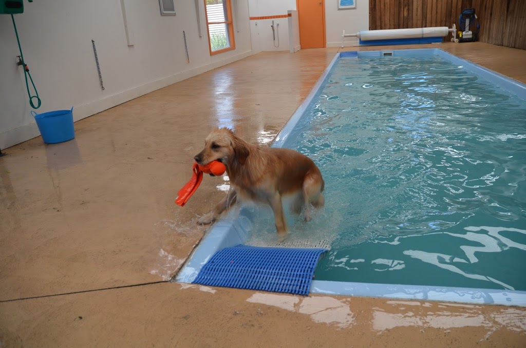 Aquapaws Canine Rehabilitation Centre | 32 Lower Somerville Rd, Somerville VIC 3912, Australia | Phone: (03) 5977 8841