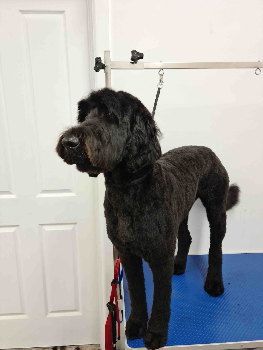 Pupstars grooming | 23/141-151 Allambie Rd, Allambie Heights NSW 2100, Australia | Phone: 0416 208 002