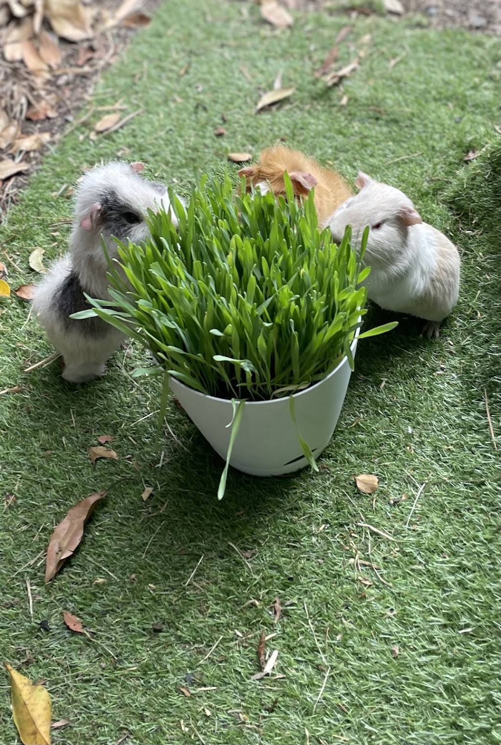 Potting Mad | 43 Fairlane St, Joyner QLD 4500, Australia | Phone: 0415 701 788
