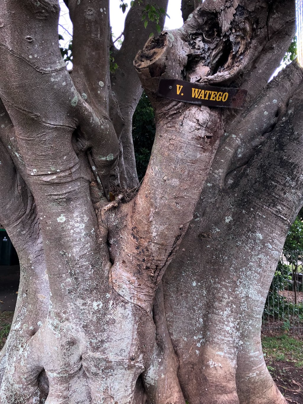 Cudgen Memorial Fig Trees | museum | 1 Collier St, Cudgen NSW 2487, Australia
