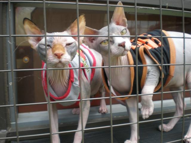 Cooinda Cat Resort | veterinary care | 65 Barretts Rd, Langwarrin South VIC 3911, Australia | 0359711395 OR +61 3 5971 1395