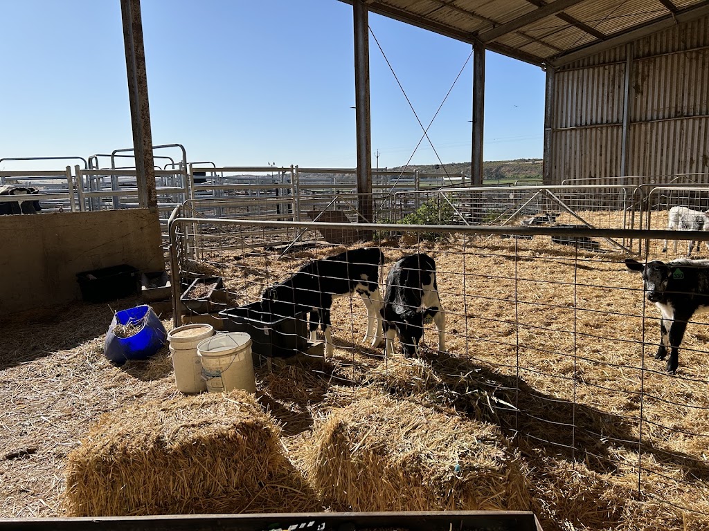 Dairy Adventures | 395 Belvedere Rd, Mannum SA 5238, Australia | Phone: 0499 007 672