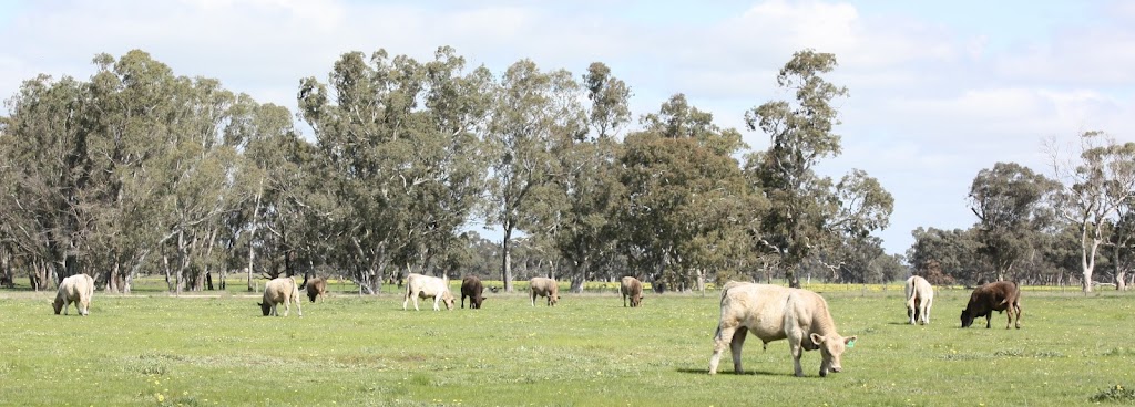 Eylwarra Sands Murray Grey Stud | 629 Walkington Hills Rd, Bangham SA 5268, Naracoorte SA 5271, Australia | Phone: 0428 767 061