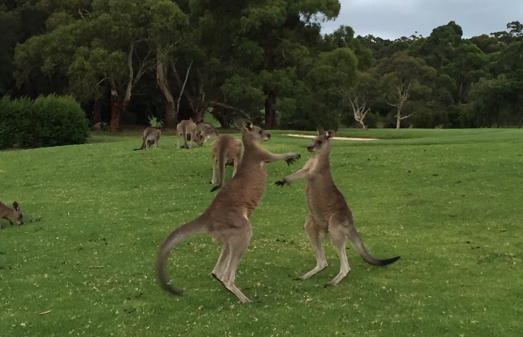 Pambula Merimbula Golf Club | 173 Arthur Kaine Dr, Merimbula NSW 2548, Australia | Phone: (02) 6495 6154