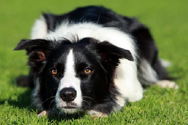 Canine Command GC | Dog Trainer Gold Coast | store | 22 The Crescent, Ashmore QLD 4214, Australia | 0421314598 OR +61 421 314 598