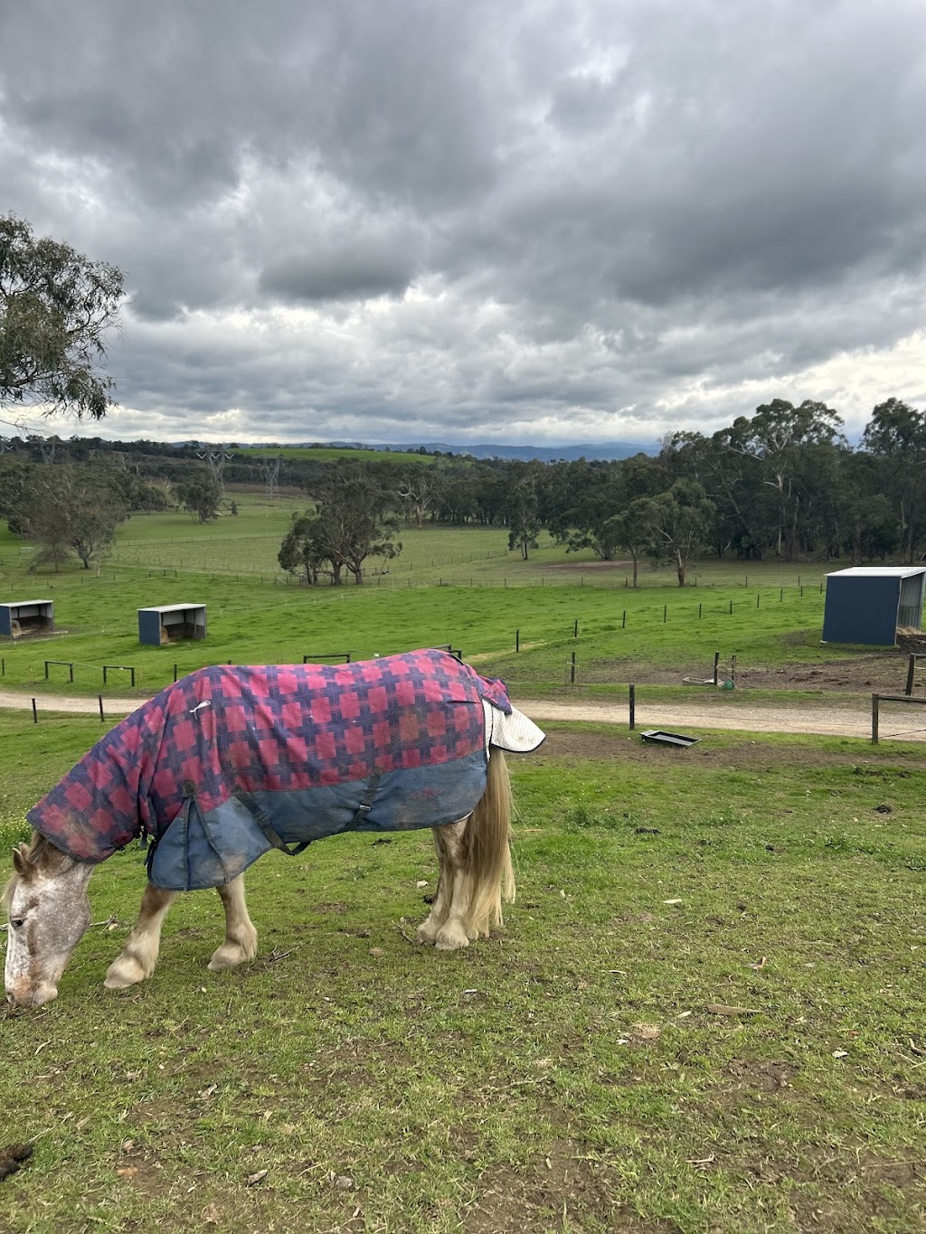 Zoe Vorenas Dressage | 23 Boundary Rd, Lilydale VIC 3140, Australia | Phone: 0403 147 871