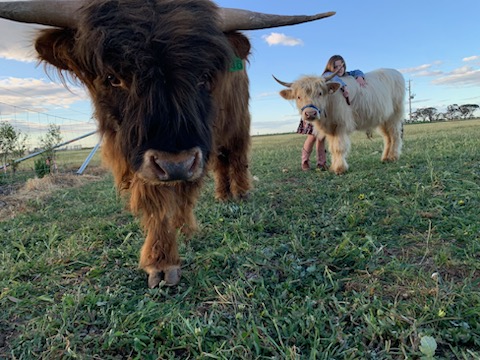 Point Little Farm | 687 Echuca West School Rd, Echuca West VIC 3564, Australia | Phone: 0407 703 198