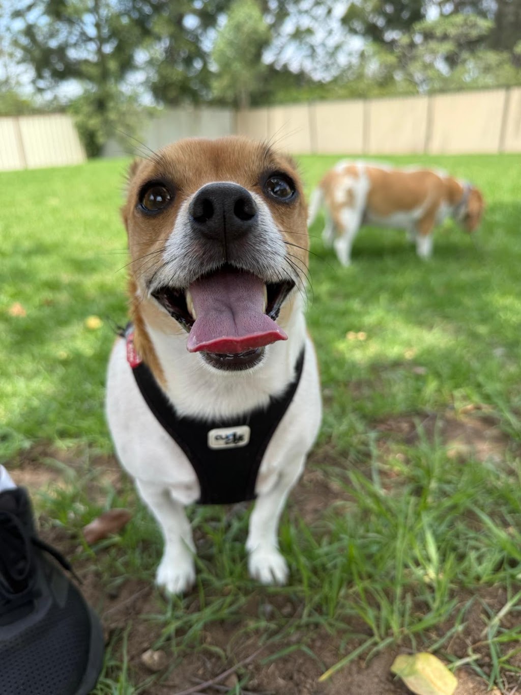 Furry Mates | 9/10 Elonera St, Rydalmere NSW 2116, Australia | Phone: 0470 696 257