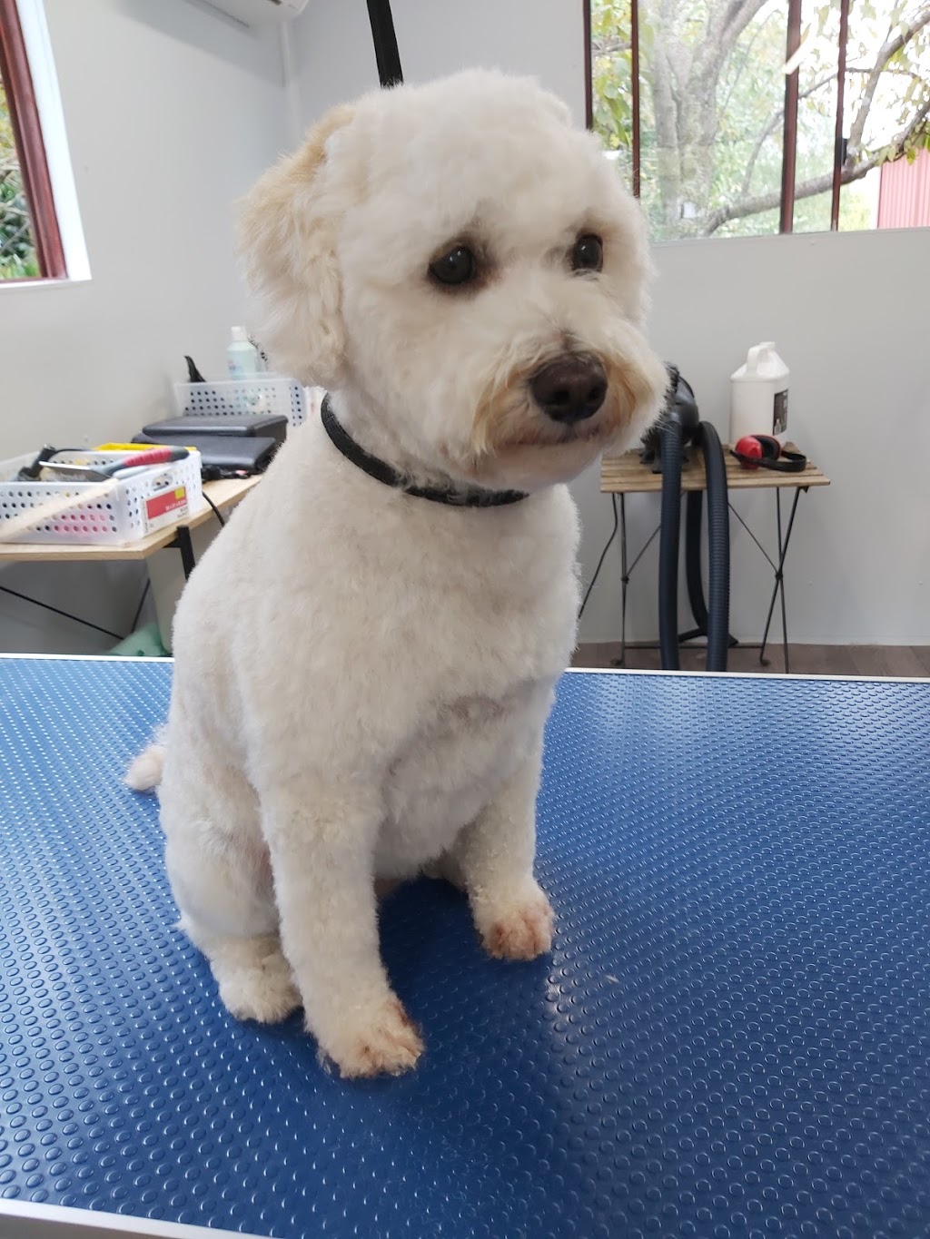 Dandy Dogs Grooming Service | 6 Peter Kent Dr, Somerville VIC 3912, Australia | Phone: 0413 575 442