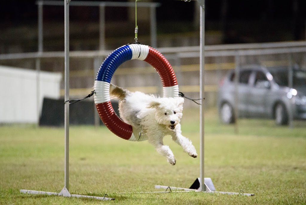 Agility Dog Club Of Queensland | 69 Church St, Tivoli QLD 4305, Australia | Phone: 0490 137 513