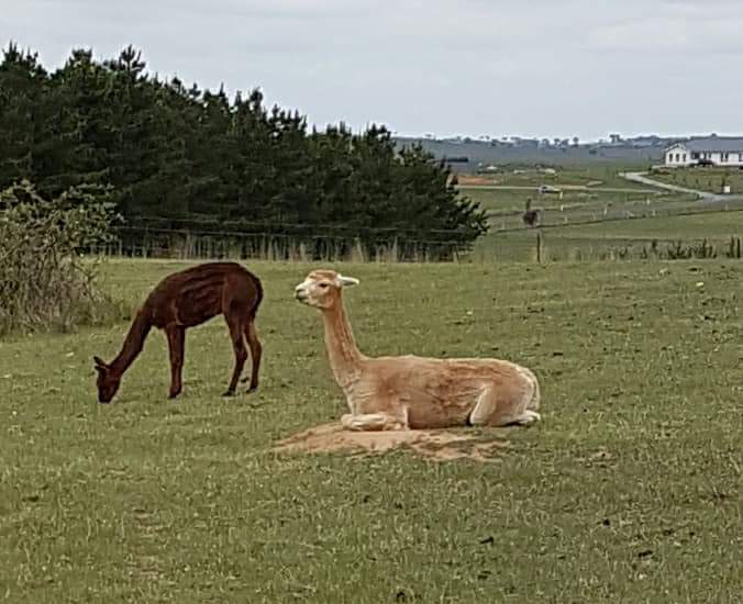 Laide & Co Alpacas (140 Dog Trap Rd) Opening Hours