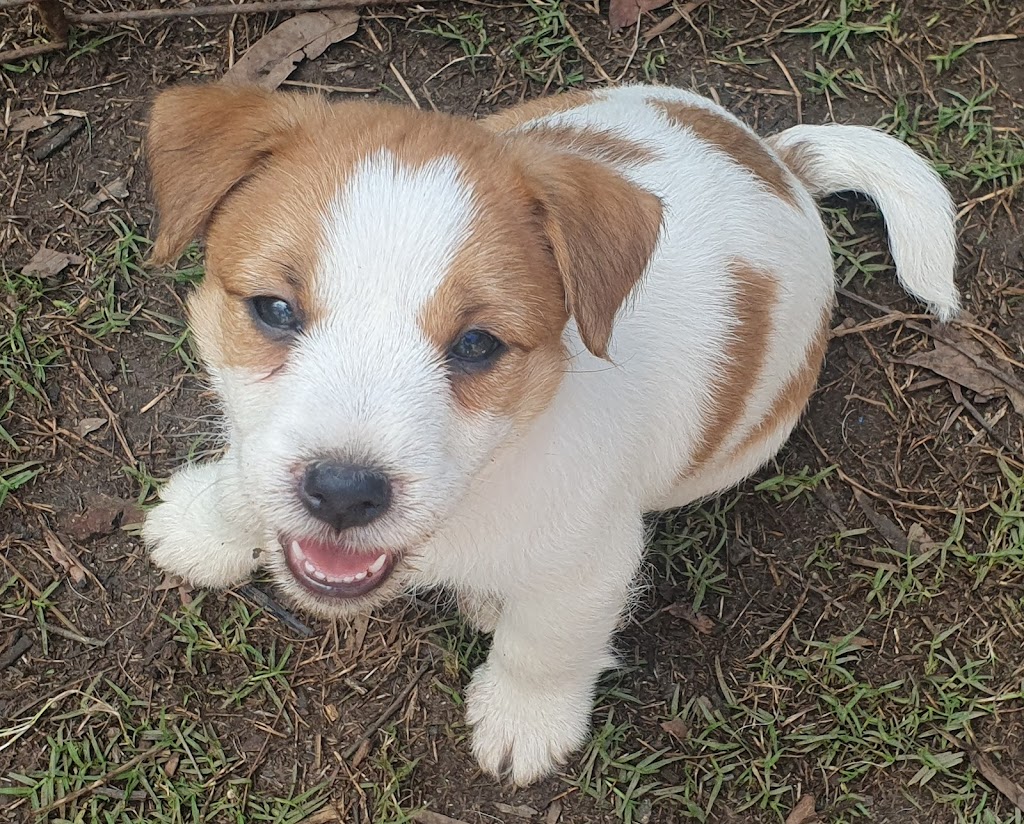 Jackford Jack Russell Terriers | Wheelbarrow Ridge Rd, Lower Portland NSW 2756, Australia | Phone: 0405 296 536