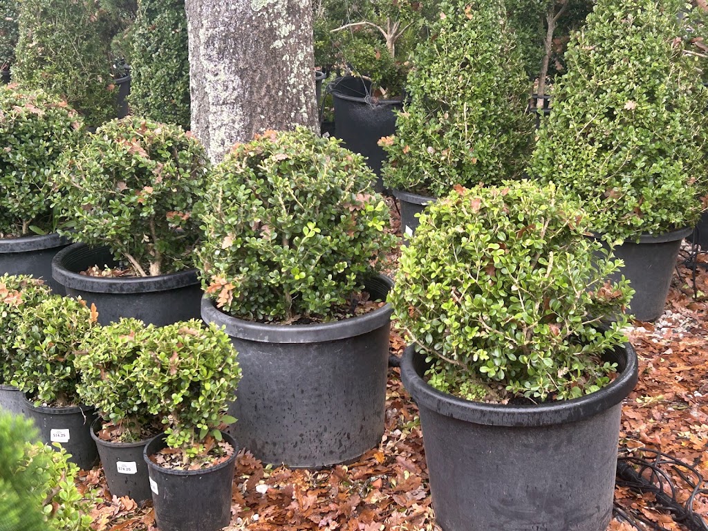 Explosive Growth Nursery | 218 Annangrove Rd, Annangrove NSW 2156, Australia | Phone: 0405 426 919