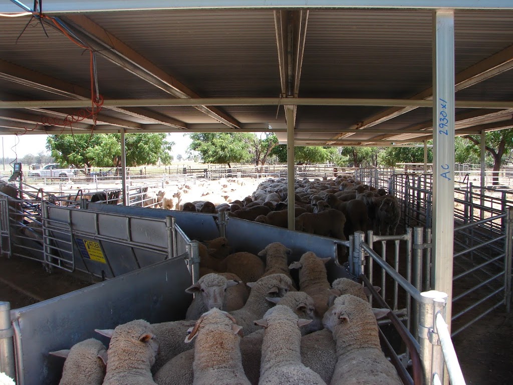 Atlex Stockyards | 3 Burraway Rd, Brocklehurst NSW 2830, Australia | Phone: (02) 6888 5004