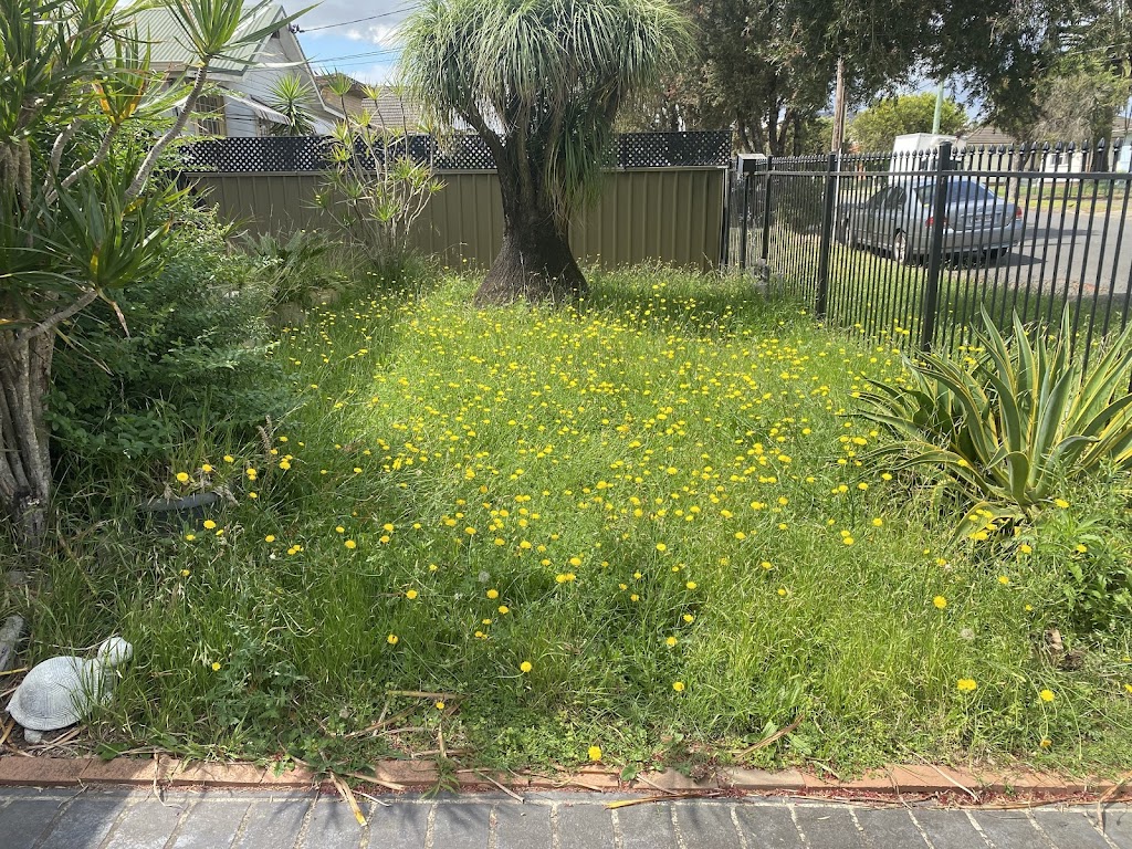 Down and Out Pest Control/Property Services | all areas, 20 Magree Crescent, Chipping Norton NSW 2170, Australia | Phone: 0412 463 242