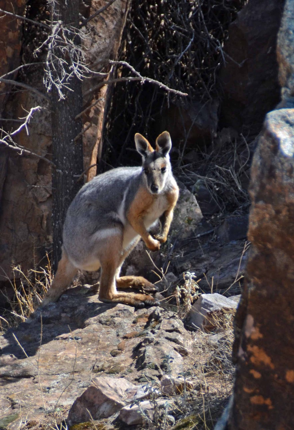 Just Cruisin 4WD Tours | travel agency | 99 Brookmans Rd, Blewitt Springs SA 5171, Australia | 0414807891 OR +61 414 807 891