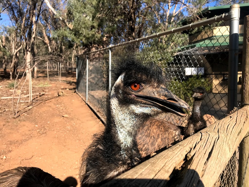 Wagga Wagga Zoo & Aviary | MacLeay St, Turvey Park NSW 2650, Australia | Phone: (02) 6926 9100
