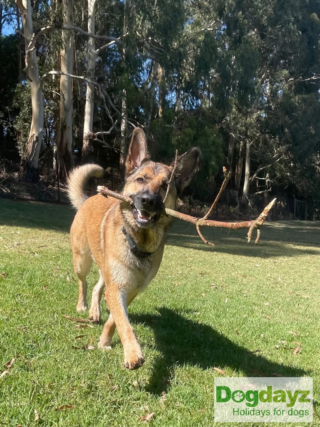 Dogdayz Dog Boarding - Lysterfield | 32 Powells Rd, Lysterfield VIC 3156, Australia | Phone: (03) 9752 7273