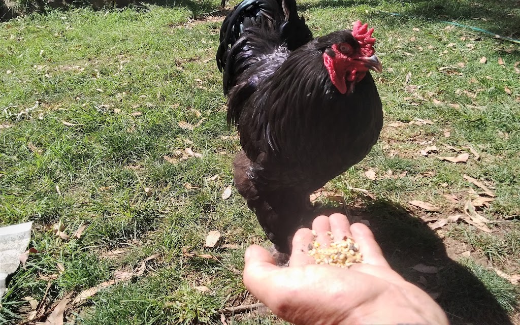 Black on black poultry | food | The Bucketts Way, Tinonee NSW 2430, Australia | 0438680391 OR +61 438 680 391