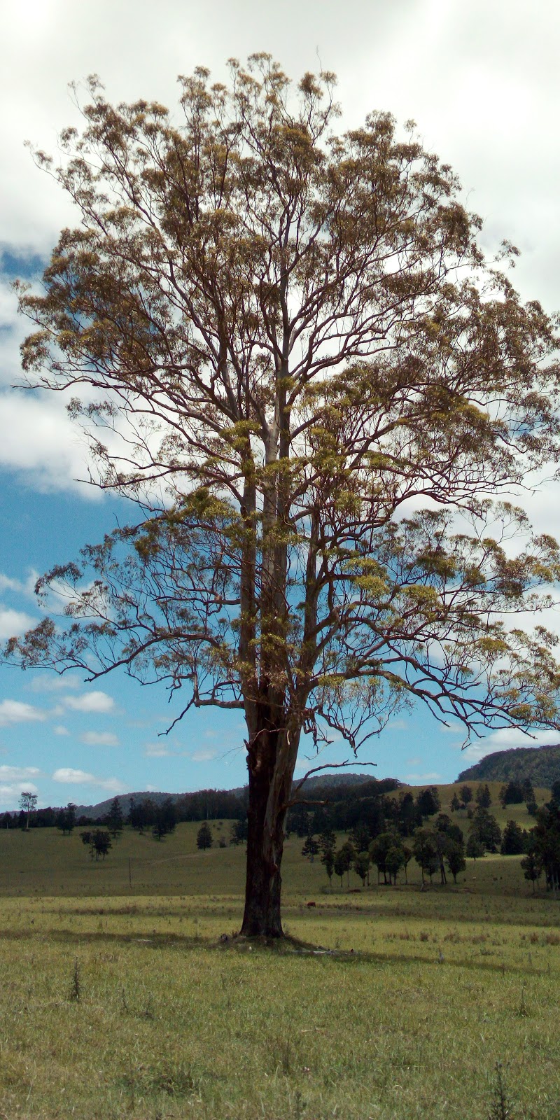 Koreelah National Park | park | Koreelah NSW 2476, Australia | 0266320000 OR +61 2 6632 0000