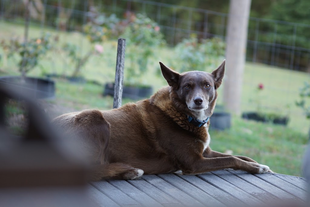 Kangaroo Valley Horse Riding | 24 Hillcrest View Ln, Kangaroo Valley NSW 2577, Australia | Phone: (02) 4465 1912