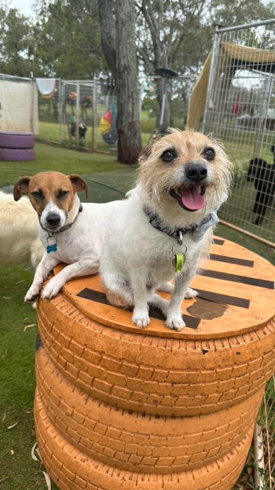 Pawfect Paws | Showgrounds, Glenvale Rd, Glenvale QLD 4350, Australia | Phone: 0431 851 501