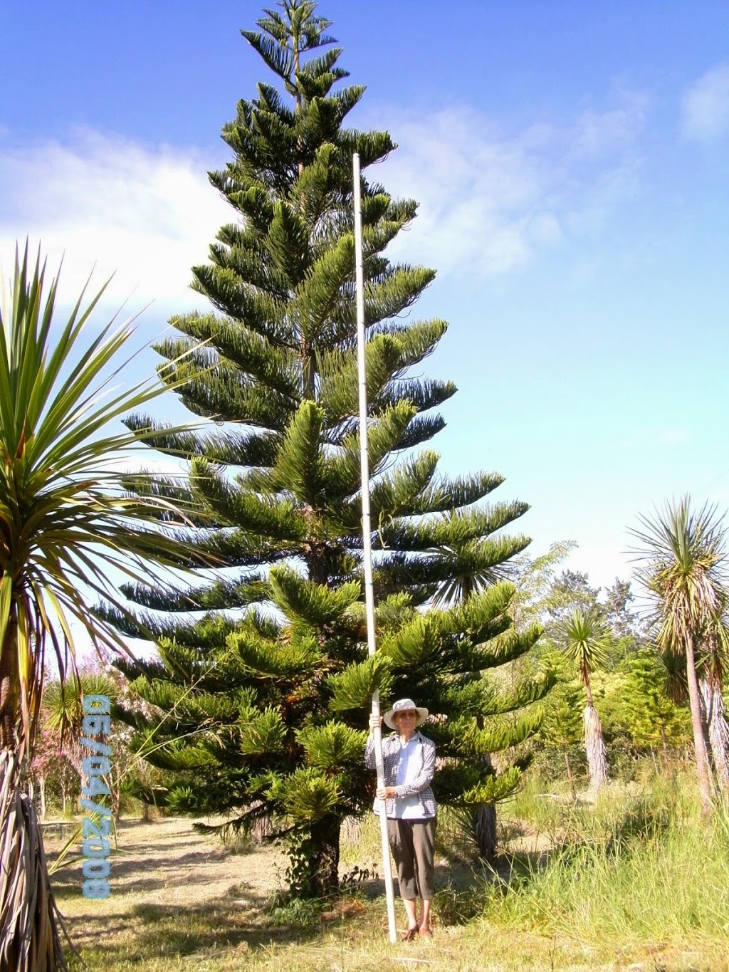 Ace Turf and Trees | Reiser Ln, Boyland QLD 4275, Australia | Phone: 0417 001 984