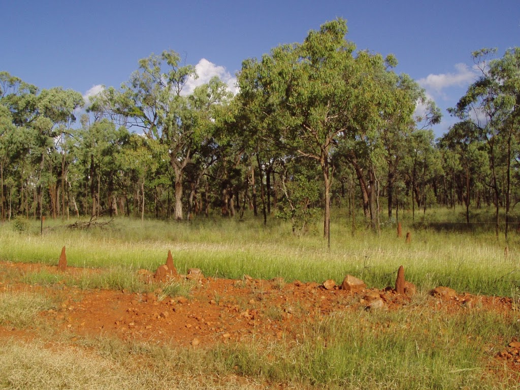 Forty Mile Scrub National Park | Forty Mile QLD 4872, Australia | Phone: 13 74 68