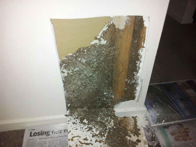 Specialist Termite Control | 4/1637 Main Rd, Research VIC 3095, Australia | Phone: 1300 695 949