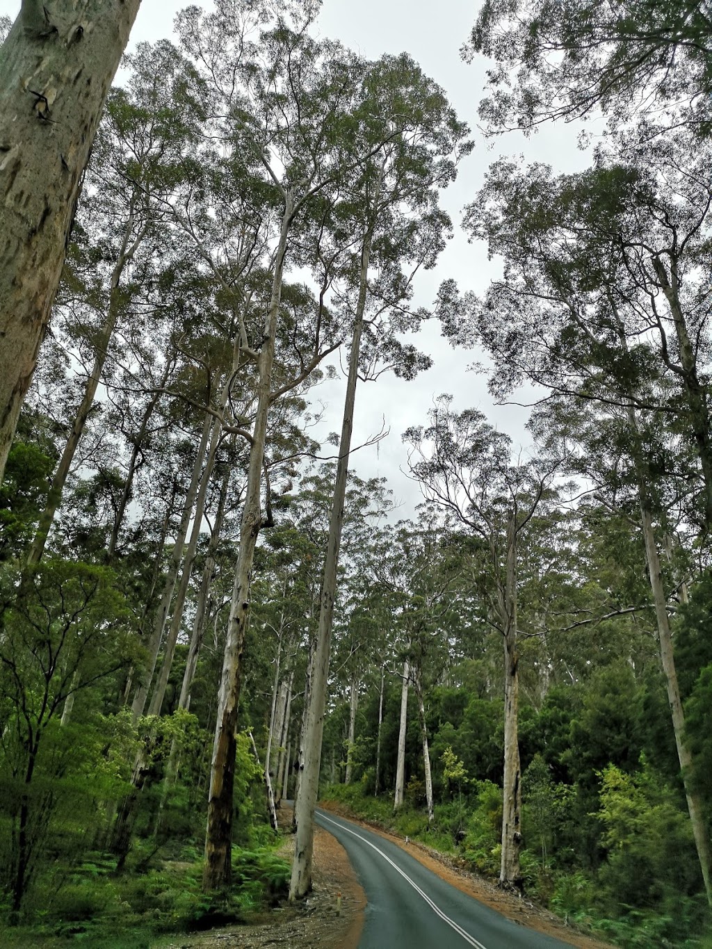 Greater Beedelup National Park | park | Reeve Rd, Beedelup WA 6260, Australia | 0897761207 OR +61 8 9776 1207