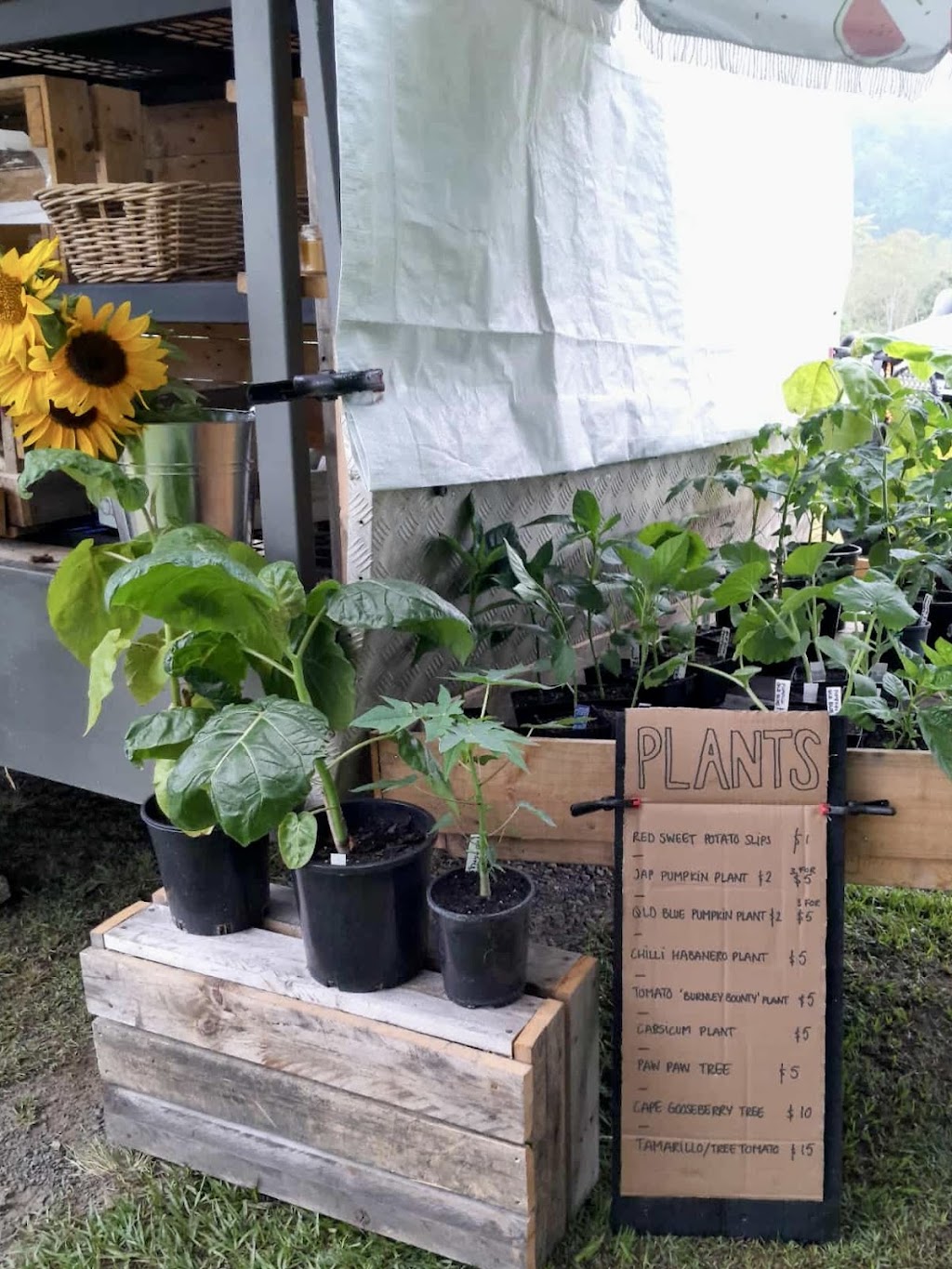 Cawongla Harvest | 5178 Kyogle Rd, Cawongla NSW 2474, Australia | Phone: 0414 830 166