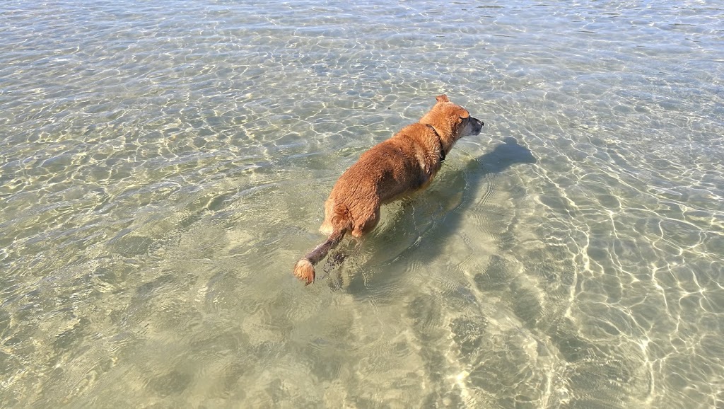 Palm Beach Dog off-leash beach | park | Palm Beach QLD 4221, Australia