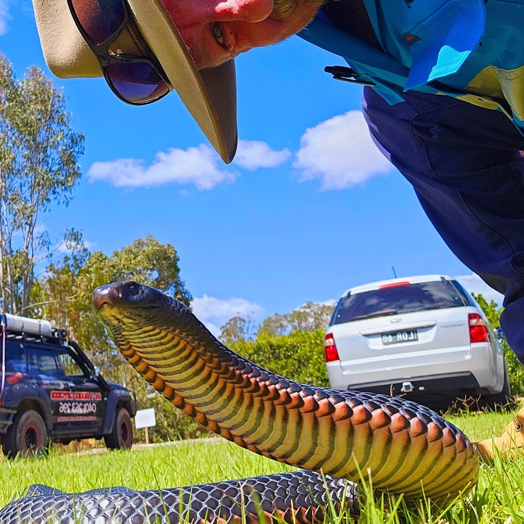 Harrisons Snake Catcher Logan | 312 Steele Rd, Logan Village QLD 4207, Australia | Phone: 0401 263 296 Harrisons Snake Catcher Logan | 312 Steele Rd, Logan Village QLD 4207, Australia | Phone: 0401 263 296