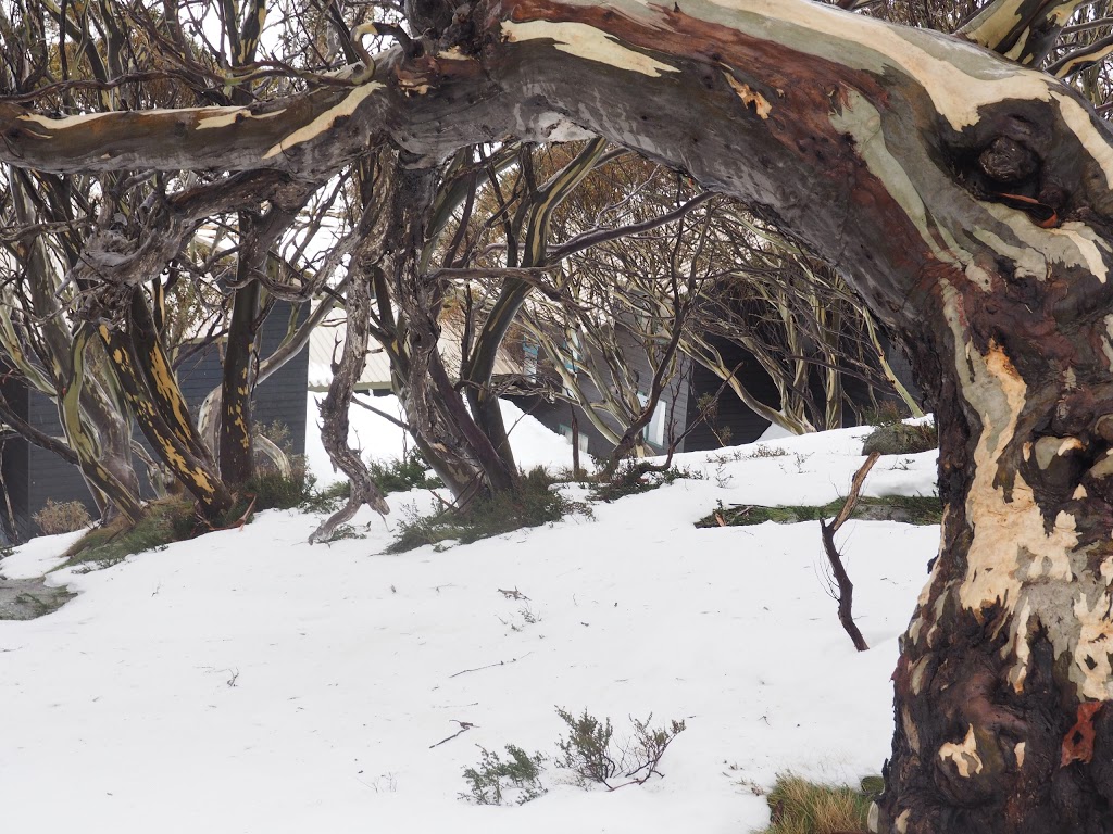 Pygmy Possum Lodge | lodging | Charlotte Pass NSW 2624, Australia | 0264575043 OR +61 2 6457 5043